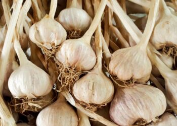 Uva e aglio utili contro le malattie cardiovascolari