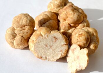 Il tartufo del deserto, delizia esotica nascosta tra le dune